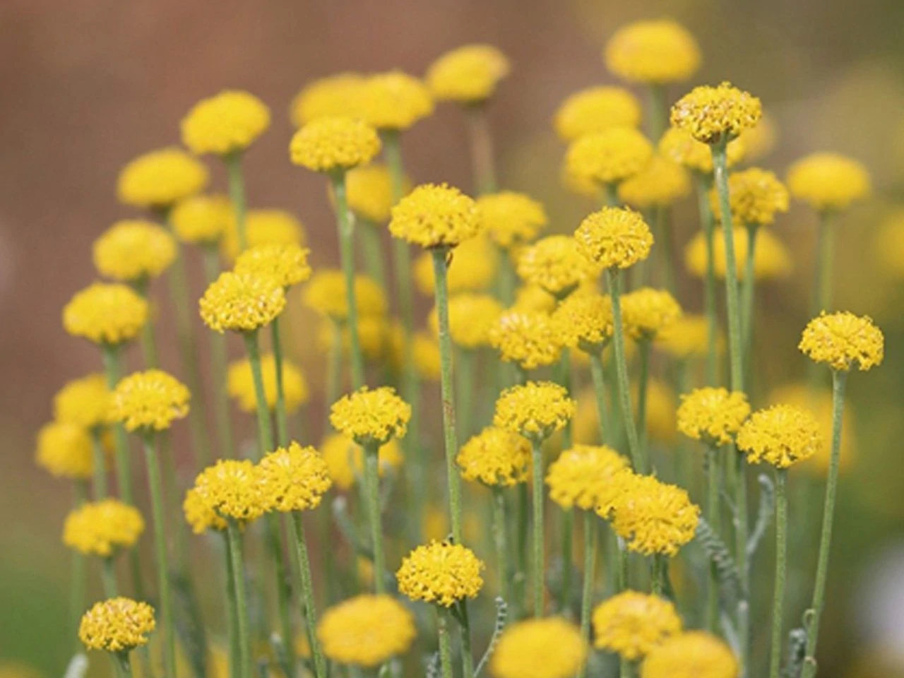 immortelle-flower-8381316_1280_neu
