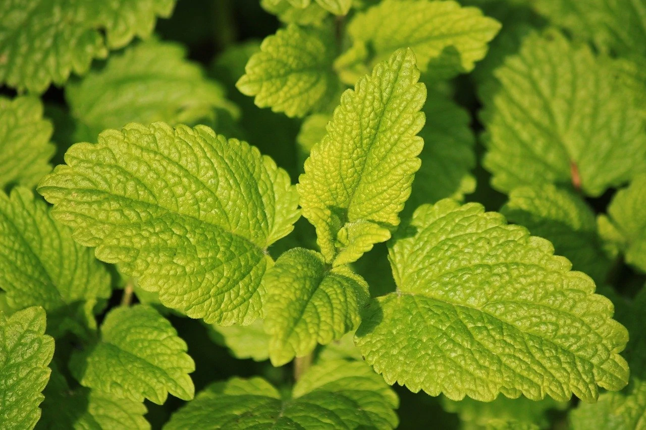 lemon-balm-785195_1280