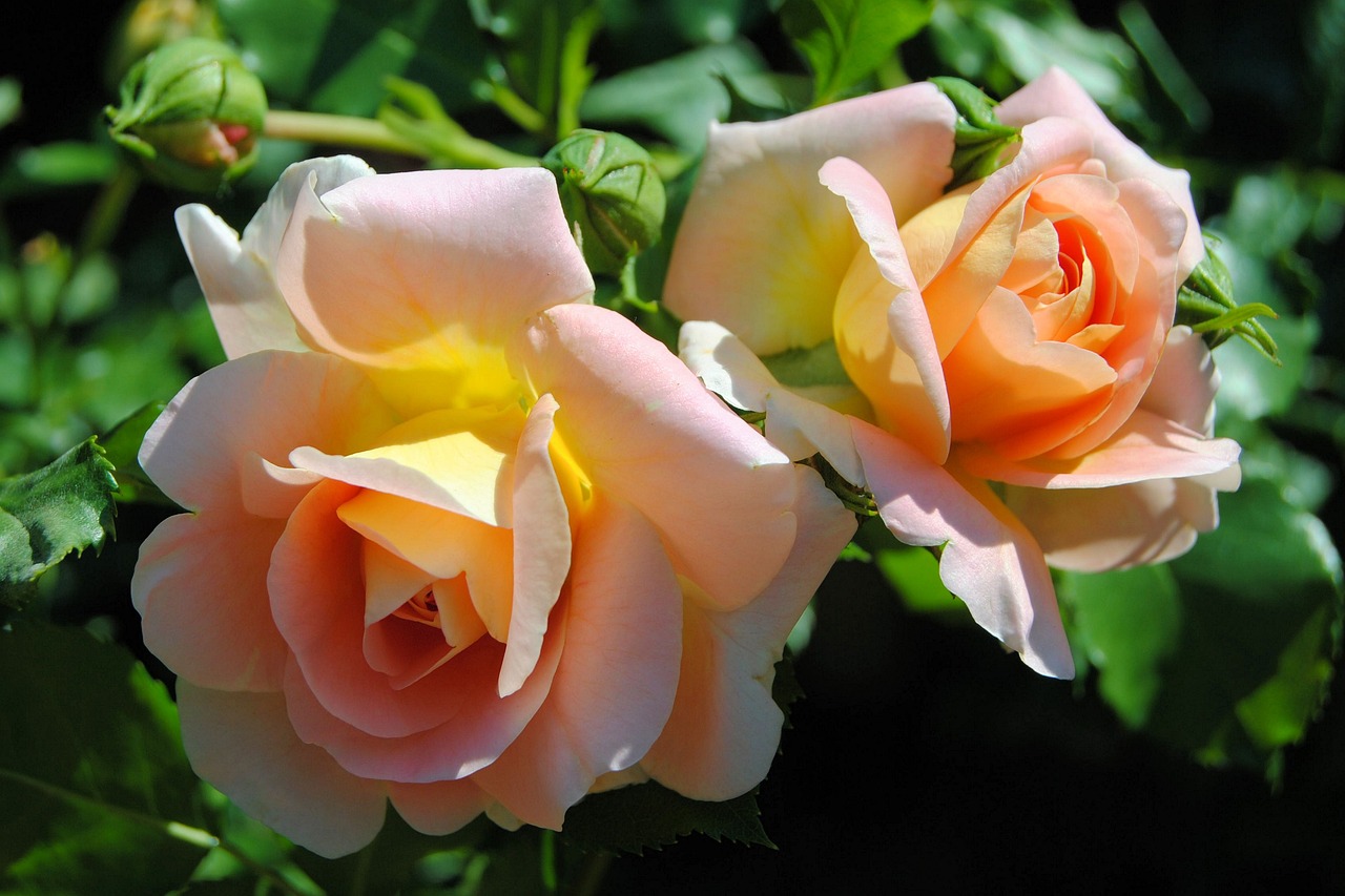 roses-1624465_1280 roses-1624465_1280