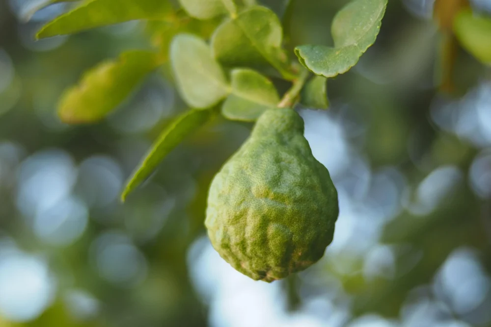Bergamotteöl Citrus bergamia