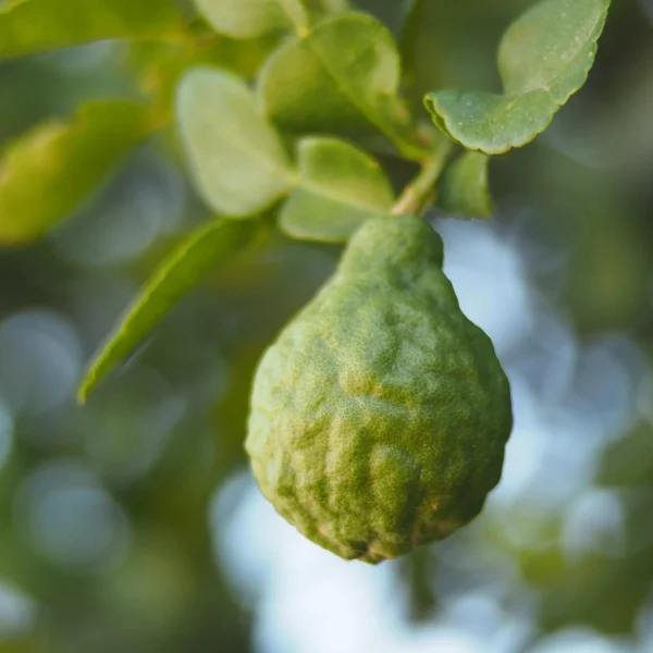 Bergamotteöl Citrus bergamia