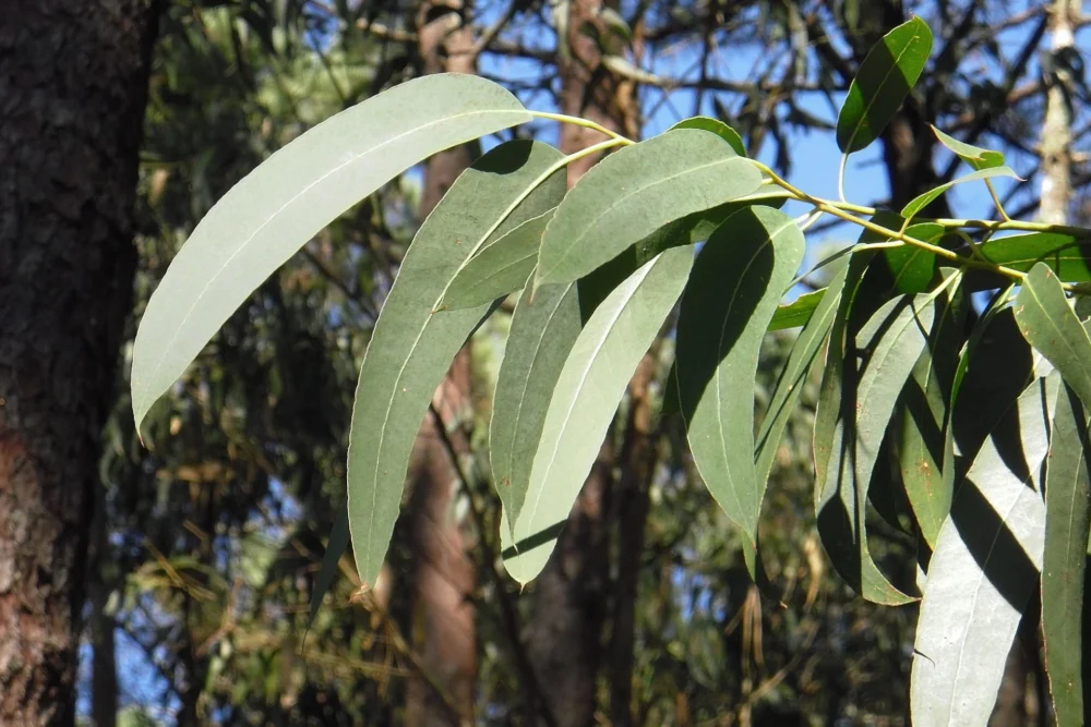 Eukalyptusöl CT Eucalyptus globolus