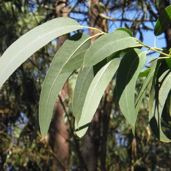 Eukalyptusöl CT Eucalyptus globolus