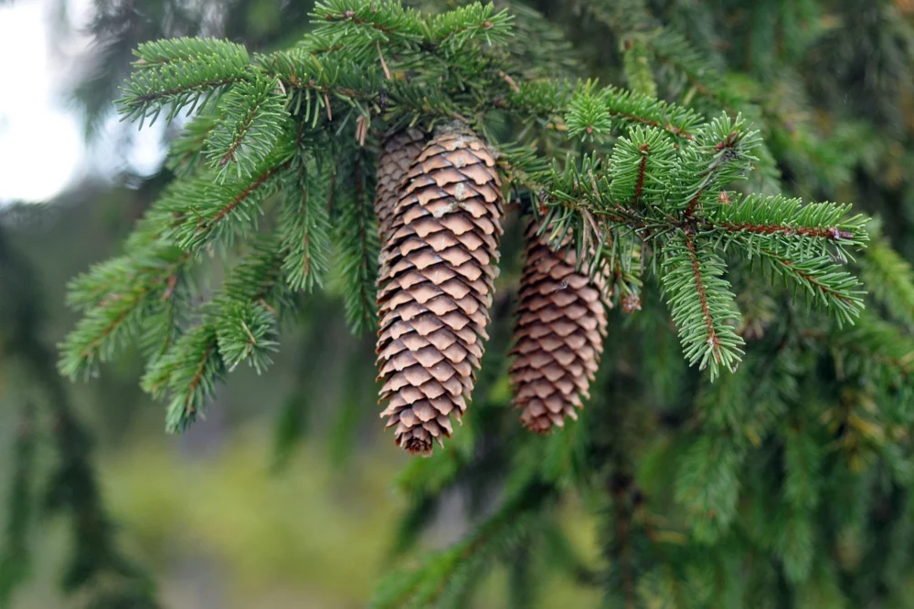 Fichtennadelöl Picea abies
