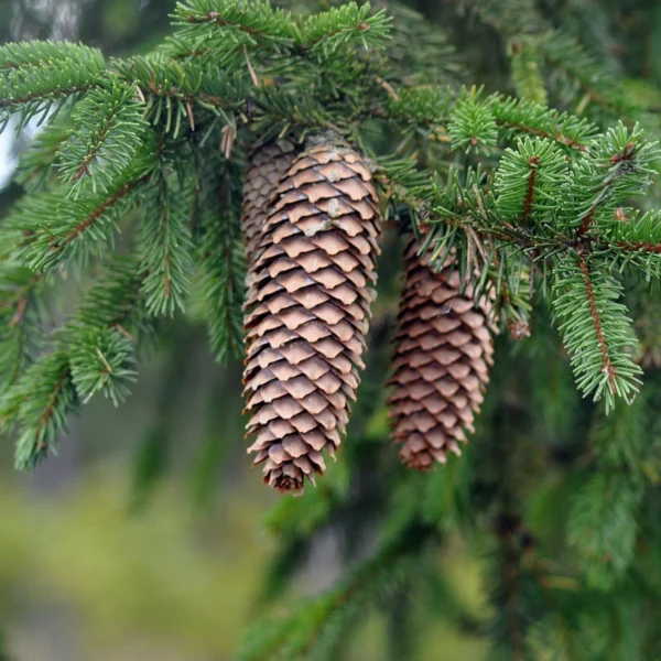 Fichtennadelöl Picea abies
