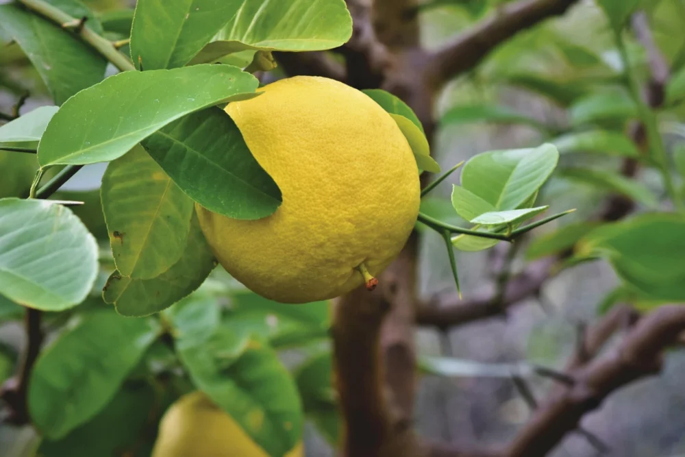 Grapefruitöl Citrus paradisi