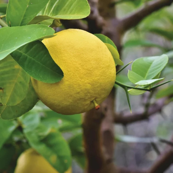 Grapefruitöl Citrus paradisi