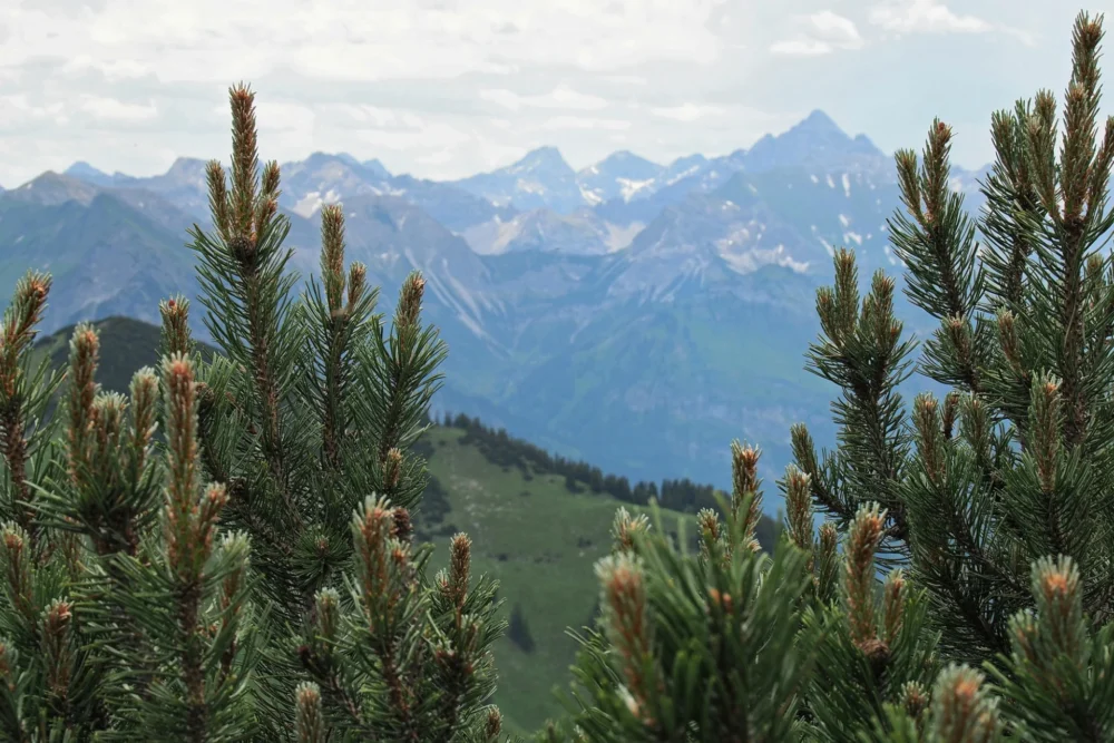 Latschenkieferöl Pinus mugo