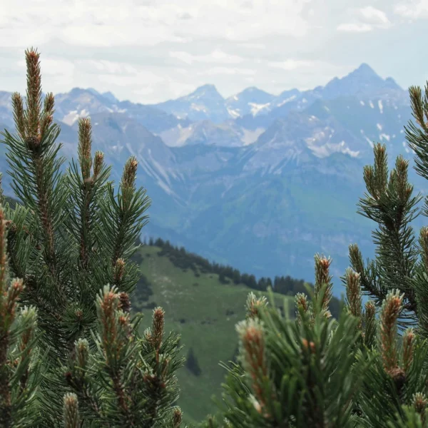 Latschenkieferöl Pinus mugo