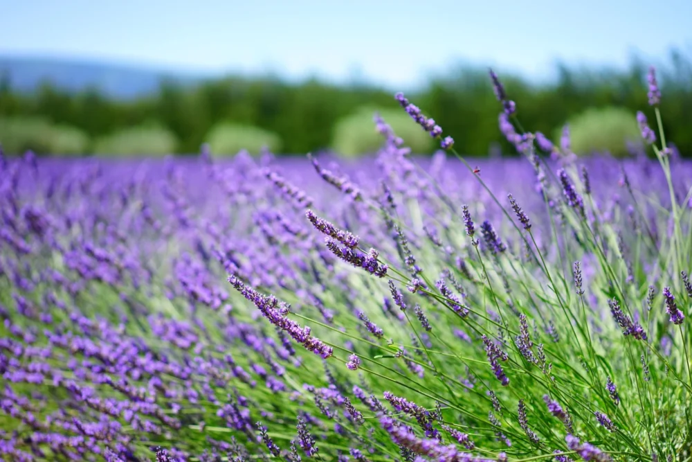 Lavendelöl Lavandula angustifolia
