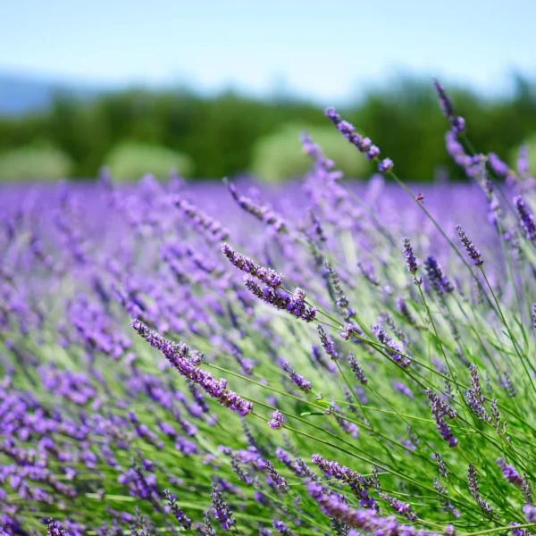 Lavendelöl Lavandula angustifolia
