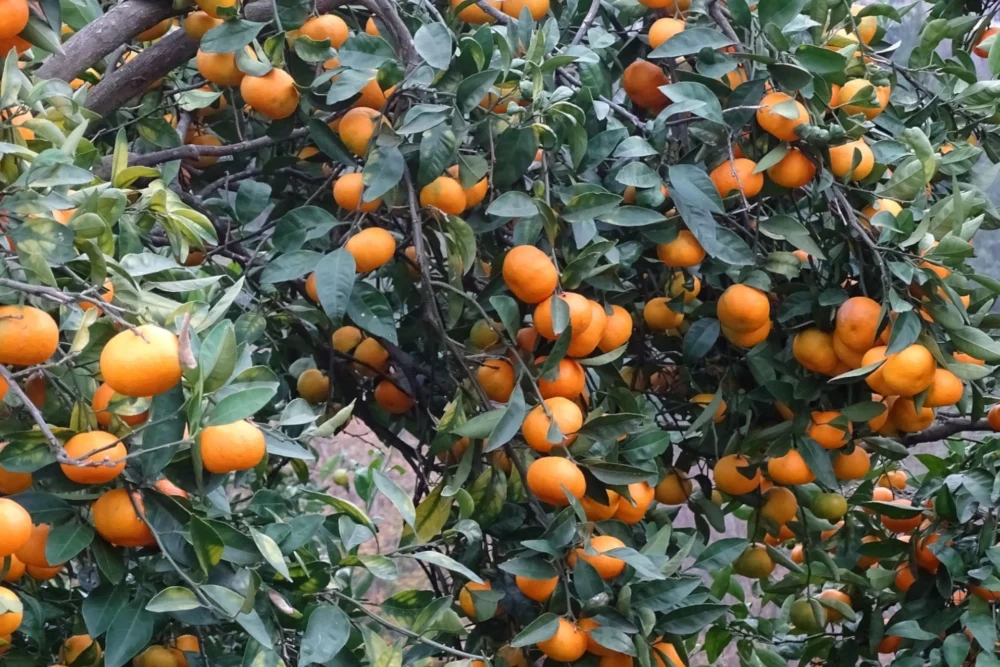 Mandarinenöl rot Citrus reticulata