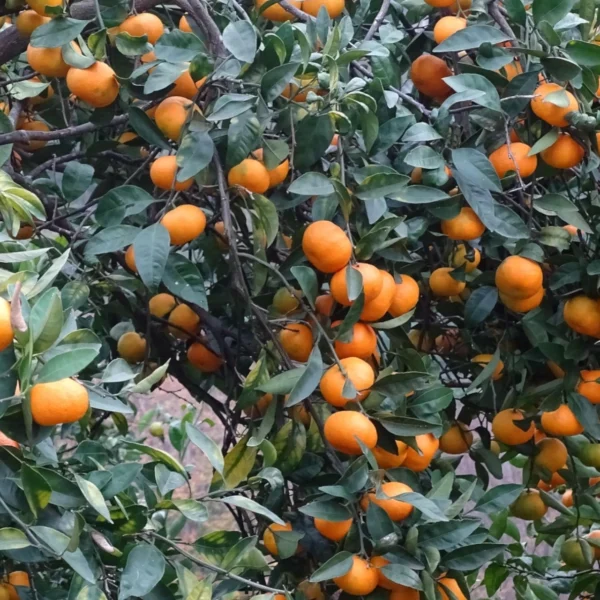 Mandarinenöl rot Citrus reticulata