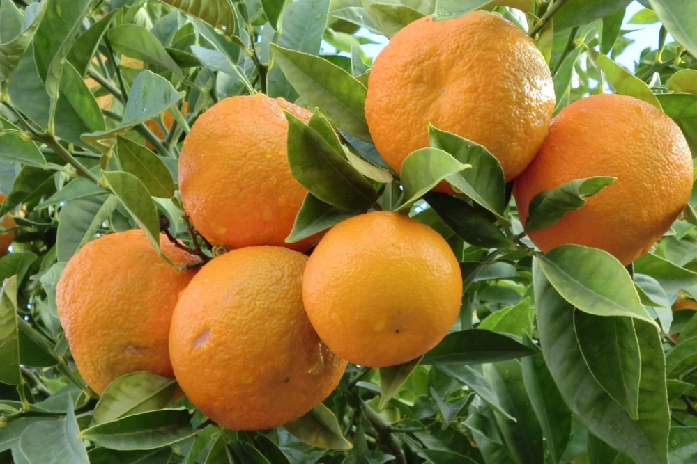 Orangenöl süß Citrus sinensis