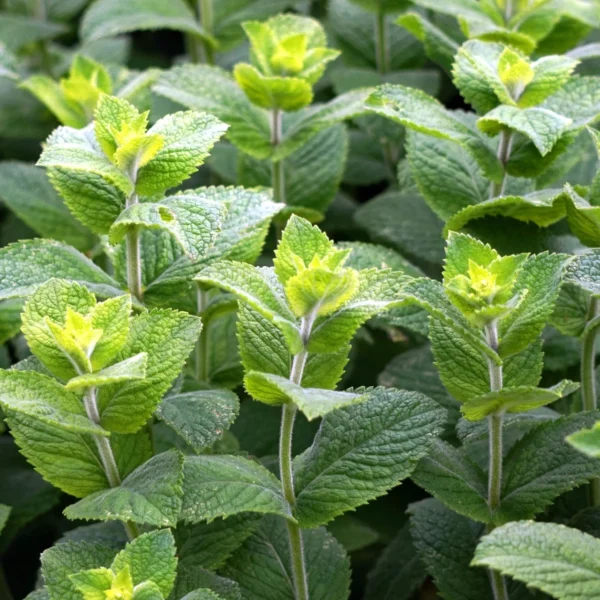 Pfefferminzeöl Mentha piperita