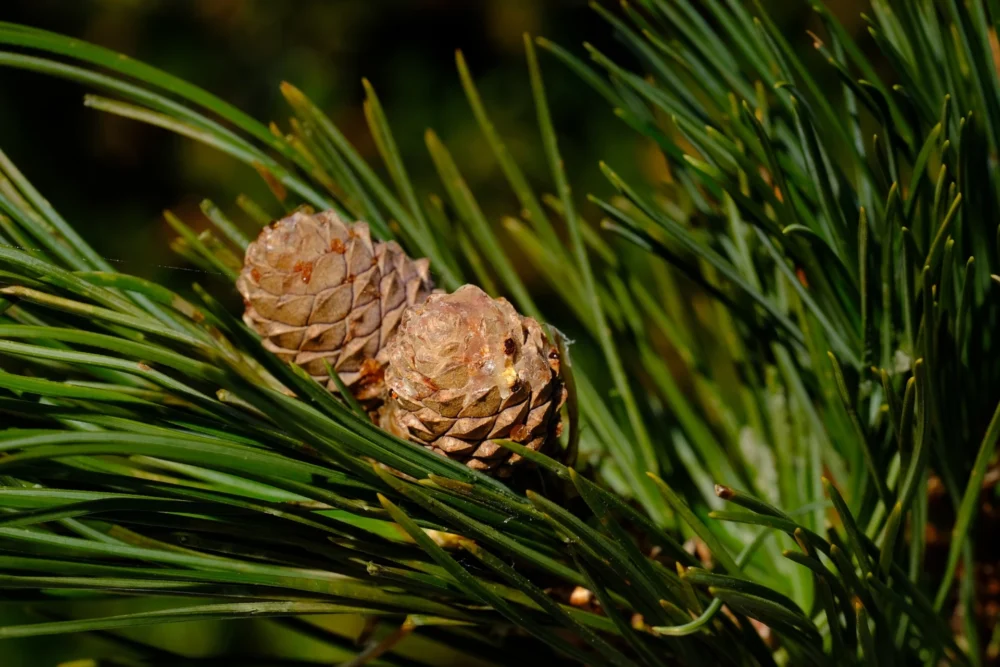Zirbenöl Pinus cembra