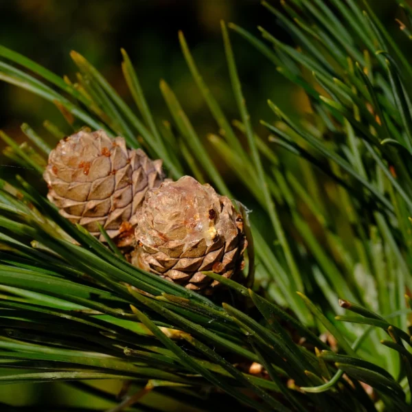 Zirbenöl Pinus cembra