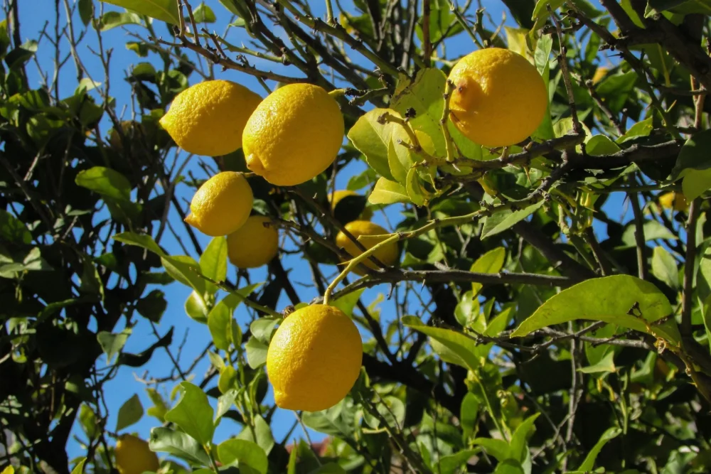 Zitronenöl Citrus limon