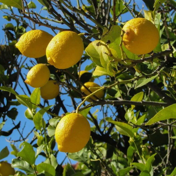 Zitronenöl Citrus limon