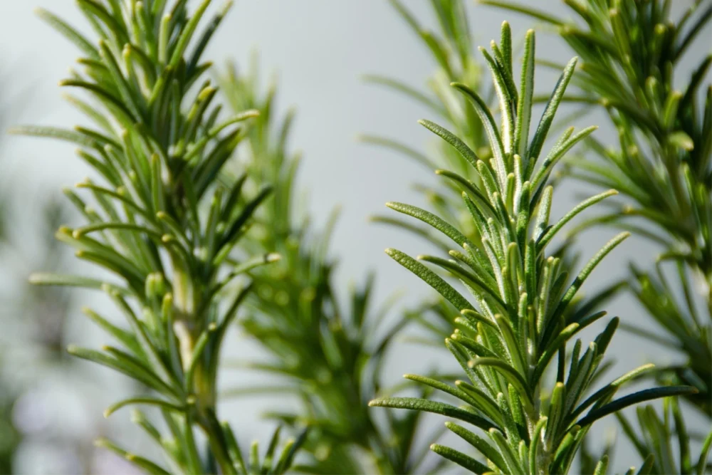 Rosmarinöl CT Cineol