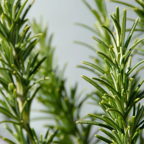 Rosmarinöl CT Cineol